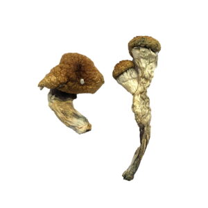 Amazonian Magic Mushrooms online kaufen