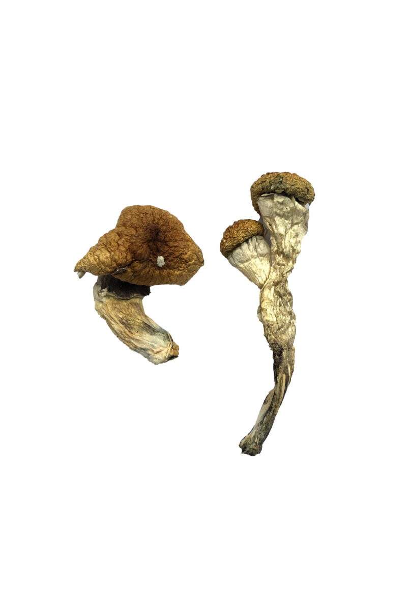 Amazonian Magic Mushrooms online kaufen