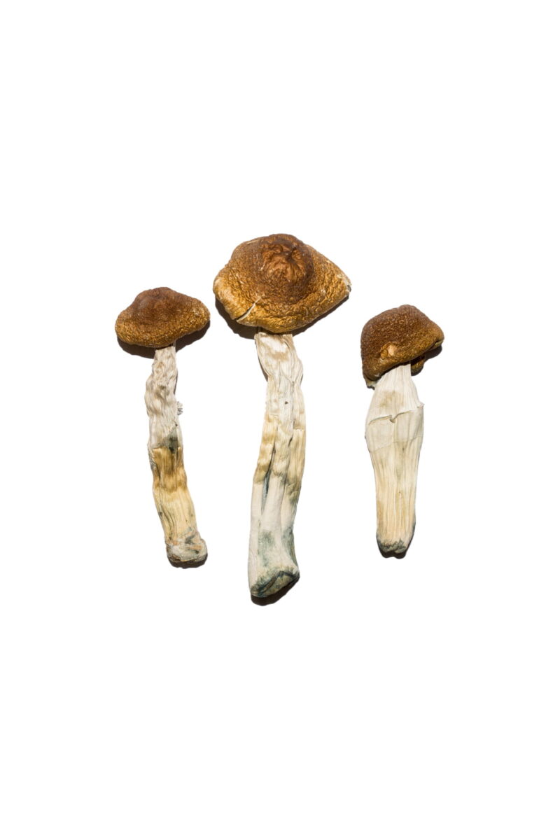 Brasilianische Magic Mushrooms online kaufen