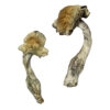 Gorlin Magic Mushrooms online kaufen