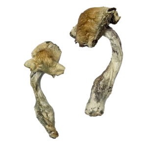 Gorlin Magic Mushrooms online kaufen