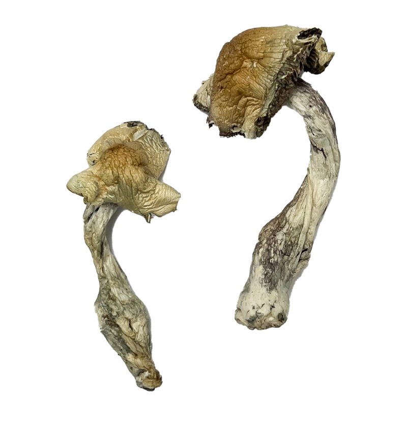 Gorlin Magic Mushrooms online kaufen
