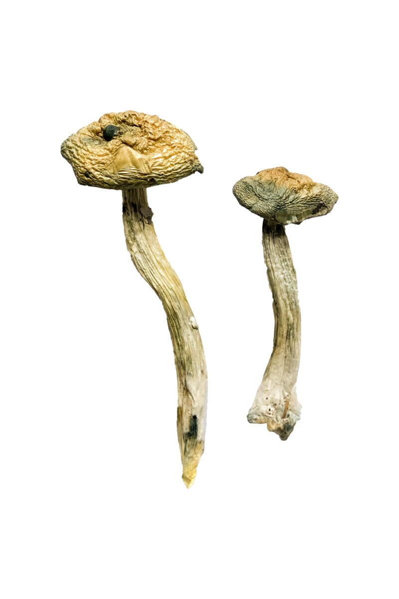Jerry Garcia Magic Mushrooms online kaufen