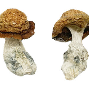 Makilla Gorilla Magic Mushrooms online kaufen