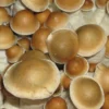 PES Hawaii cubensis Pilzsporen online kaufen