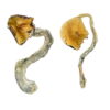 Panama Magic Mushrooms online kaufen