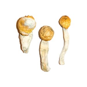 Penisneid Magic Mushrooms online kaufen