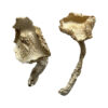 Stakz Magic Mushrooms online kaufen