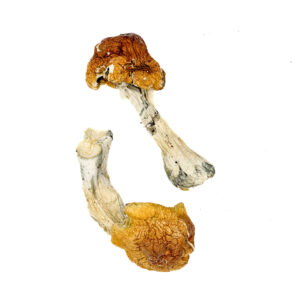 Texas Orange Cap Magic Mushrooms Onine kaufen