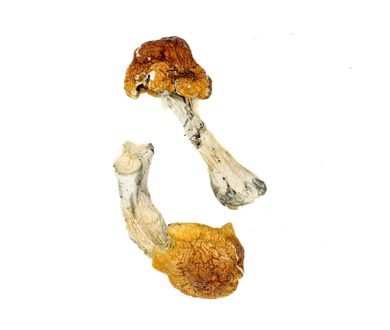 Texas Orange Cap Magic Mushrooms Onine kaufen