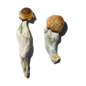 Trans Envy Magic Mushrooms online kaufen