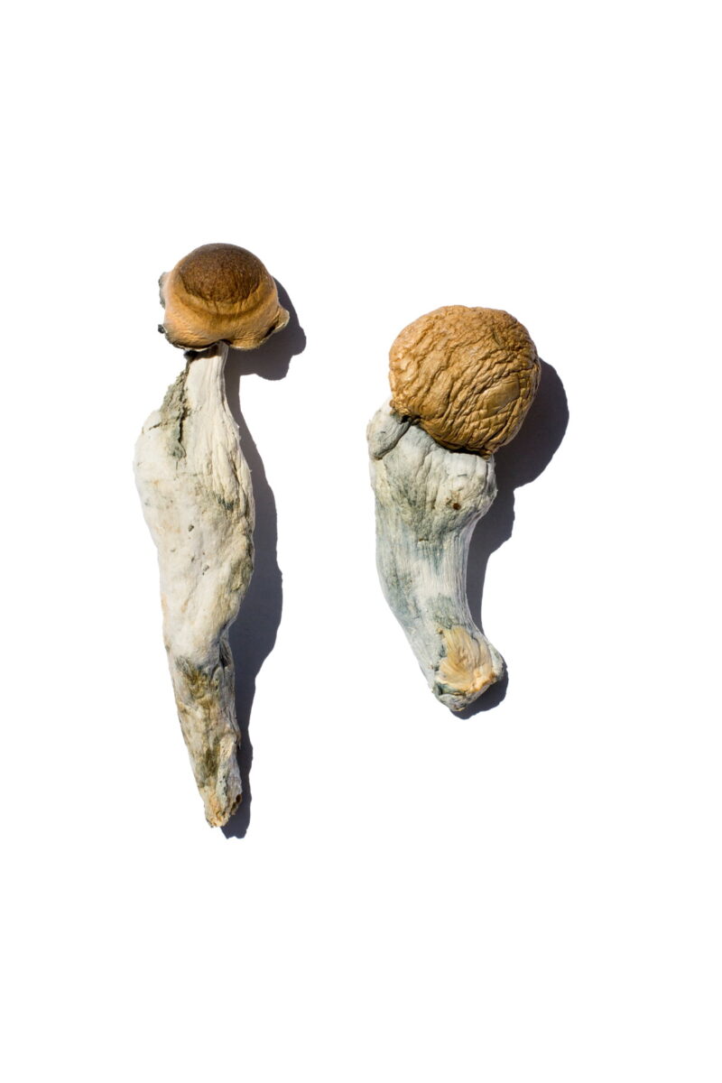 Trans Envy Magic Mushrooms online kaufen