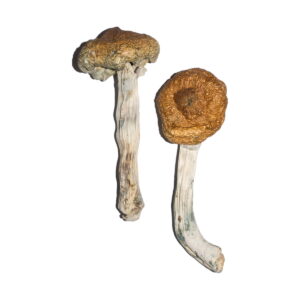 Vietnamesische Magic Mushrooms online kaufen