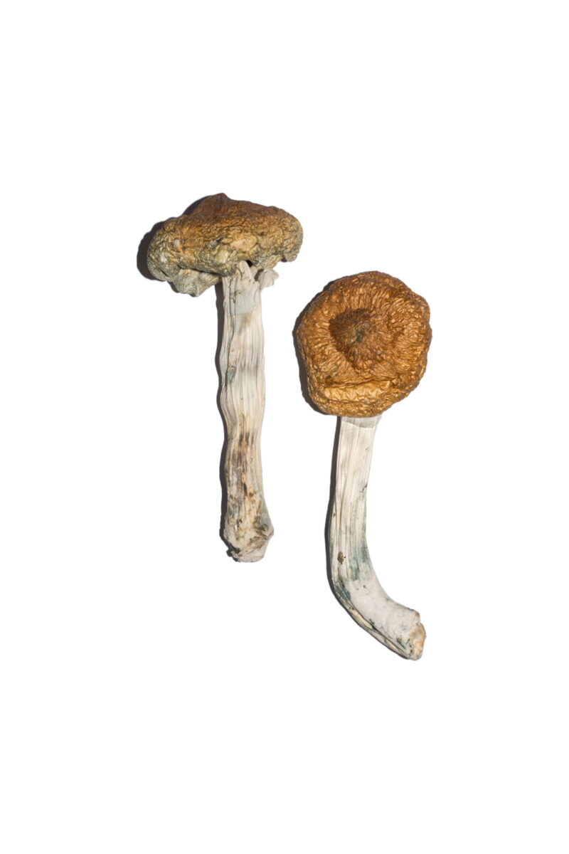 Vietnamesische Magic Mushrooms online kaufen