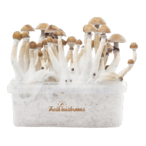 Fresh Mushrooms® Magic Mushroom Grow Kit Mexican XP