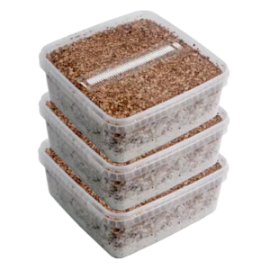 GetMagic® 3XL Magic Mushroom Grow Kit Rabattaktion