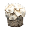 Jack Frost Pilz Kit - Philosophr®
