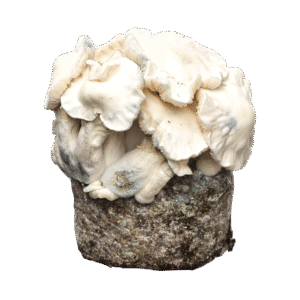 Jack Frost Pilz Kit - Philosophr®