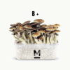 Magic Mushroom Grow Kit B+ von Mondo®
