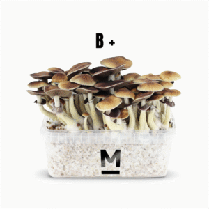 Magic Mushroom Grow Kit B+ von Mondo®
