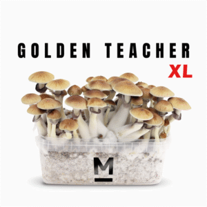 Magic Mushroom Grow Kit Golden Teacher XL von Mondo®
