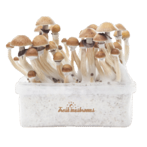 Magic Mushroom Anbausatz McKennaii XP von FreshMushrooms®