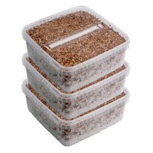 Drei extra große Magic Mushroom Grow Kits Paketangebot