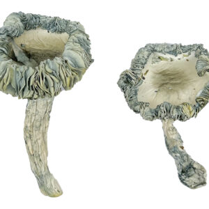 Albino Achterbahn Zauberpilze