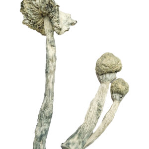 Echte Albino Lehrer Zauberpilze