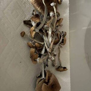 Psilocybe Azurescens Zauberpilze
